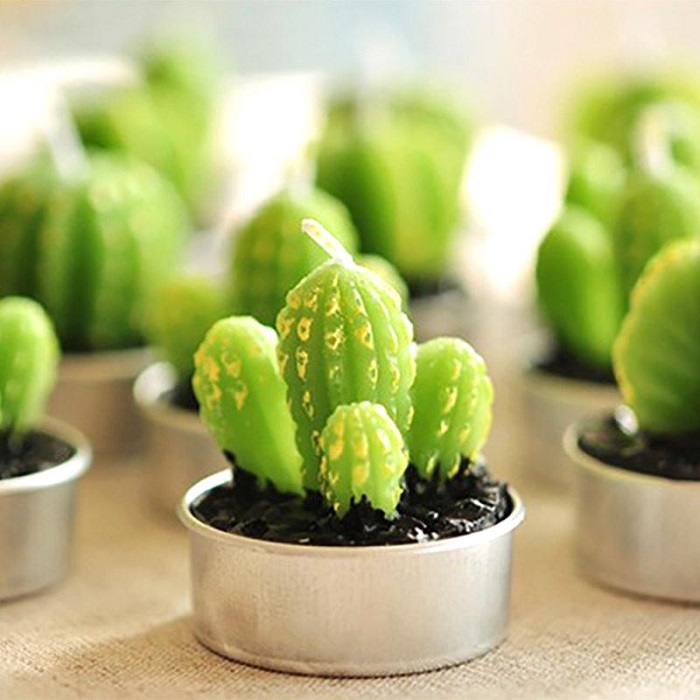 Cute Little Ornamental Plants cactus