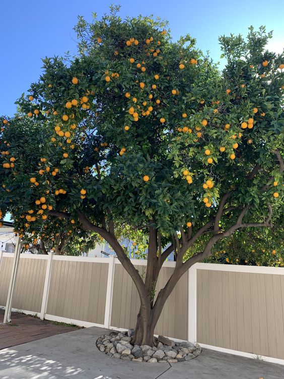 Modern Victorian terrace backyard with an orange tree