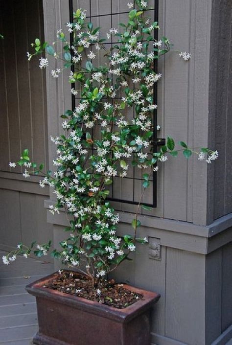 Jasmine flower for modern Victorian terrace backyard