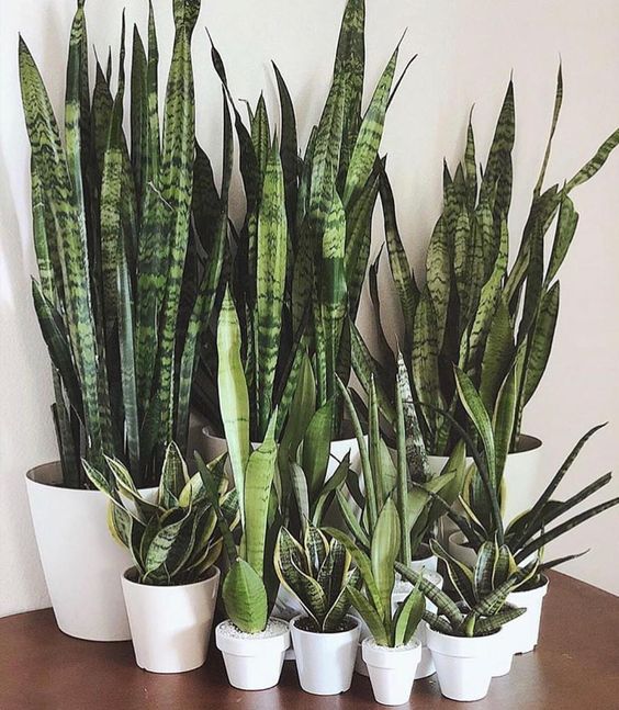Snake plant at modern Victorian terrace