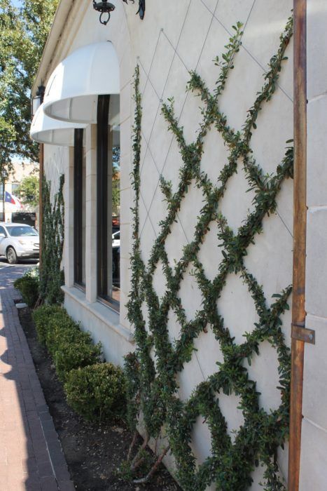 Vine as decoration for making eclectic home exterior