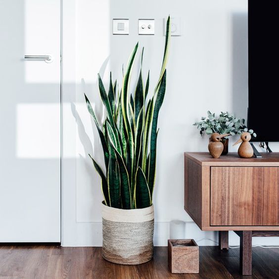 Snake plant in the living room