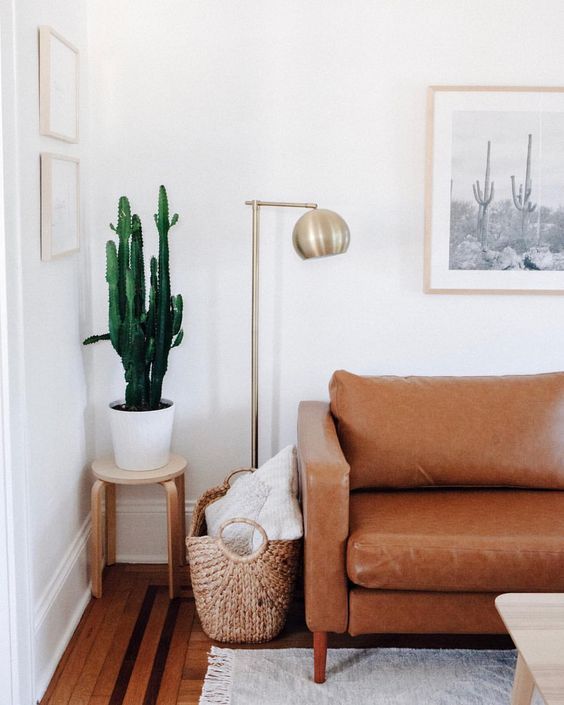 Cactus for living room