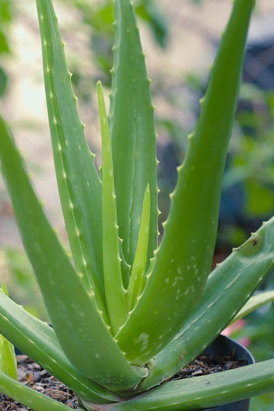 Aloe Vera is a best plant for making air feel fresher