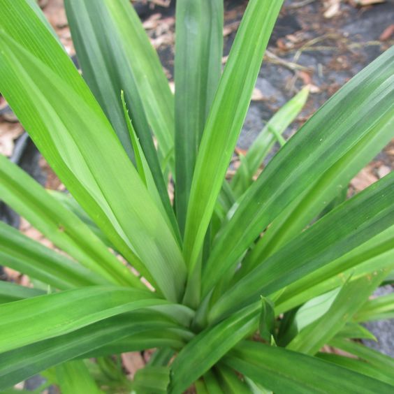 pandanus plant to make our backyard have a good smell