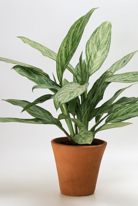 Chinese evergreen