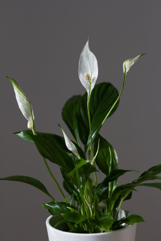 Peace lily plant