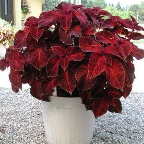 Coleus plants