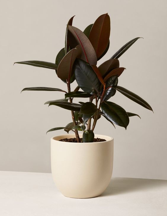 Rubber tree plant