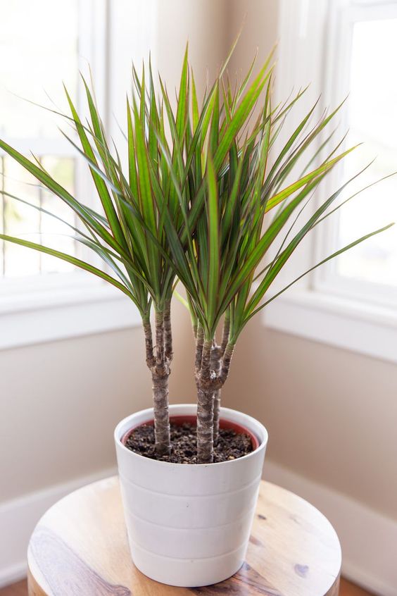 Dragon Tree in the eclectic room