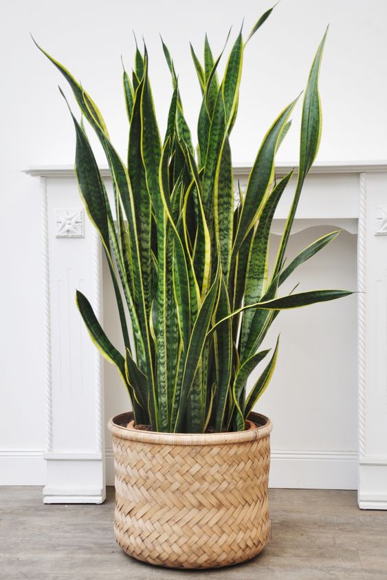 Sansevieria plant