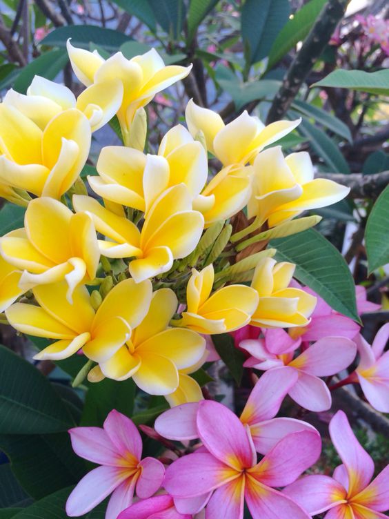 Frangipani plants