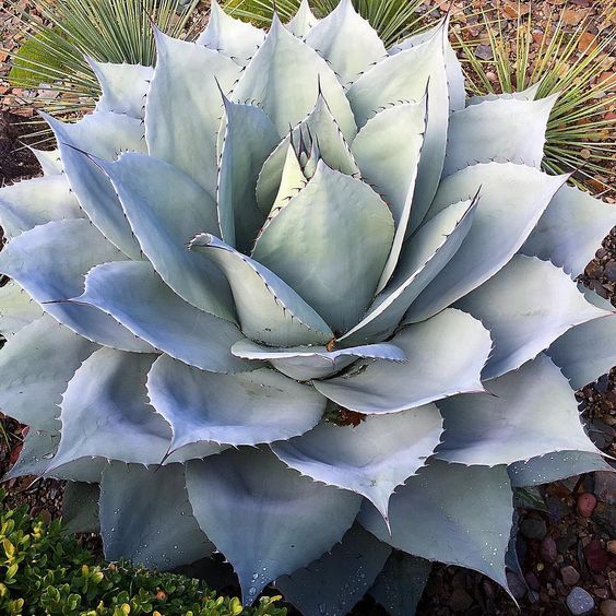 Agave Plants