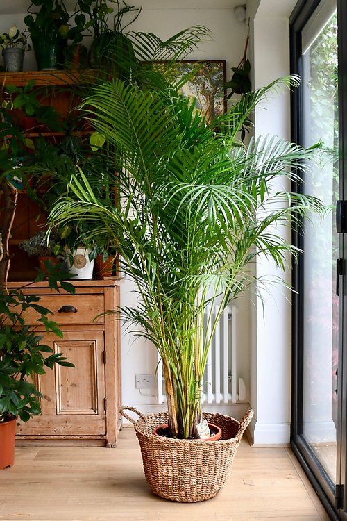 Areca palm plant