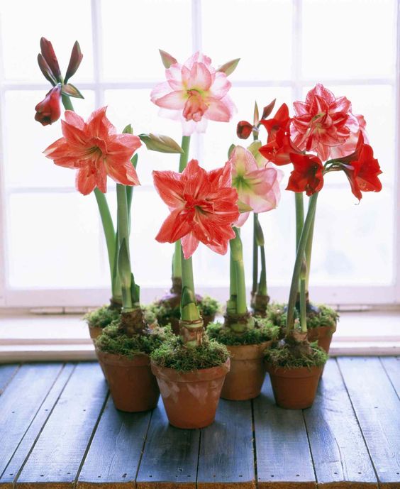 Amaryllis plants