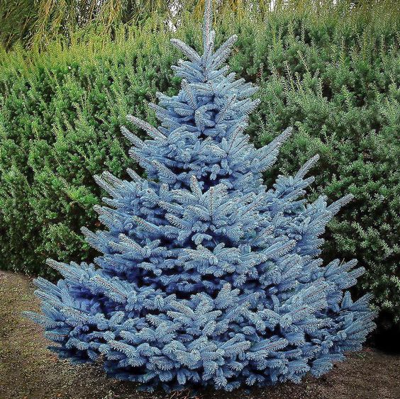 Baby blue spruce