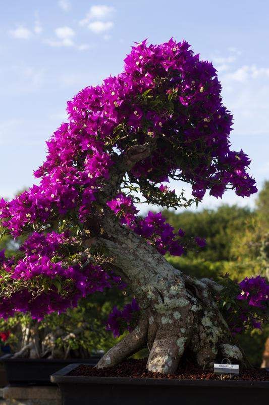 Bougainvillea plants