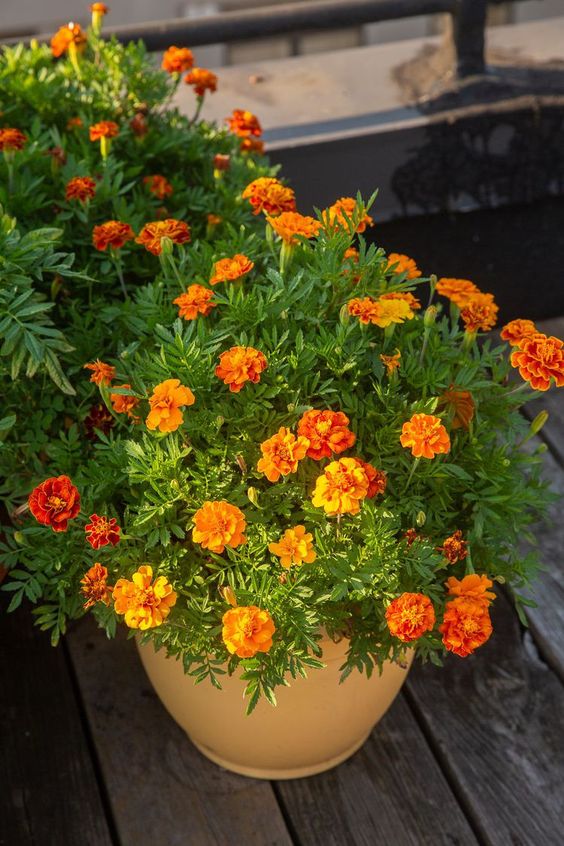 Marigold plants