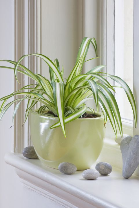 Spider plant for an eclectic room