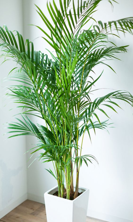 Areca palm plant