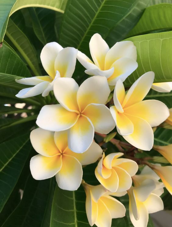 Tropical frangipani