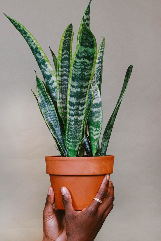 Snake plant or Sansevieria