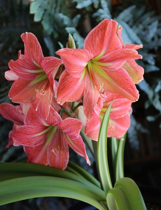 Amaryllis plant