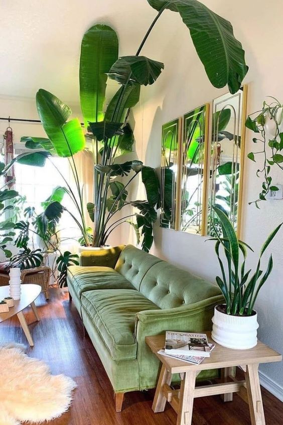 Green sofa with big plants