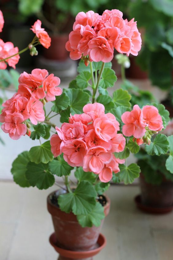 Geranium flower 