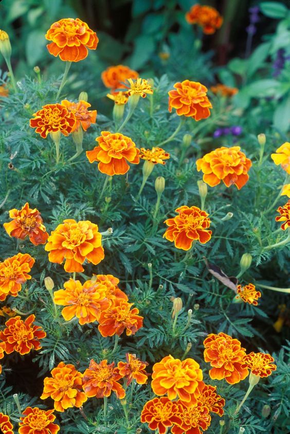 Marigolds