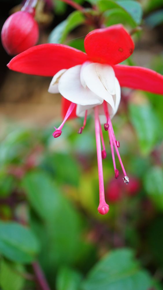 Fuchsia outdoor plant