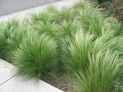 Ornamental grass